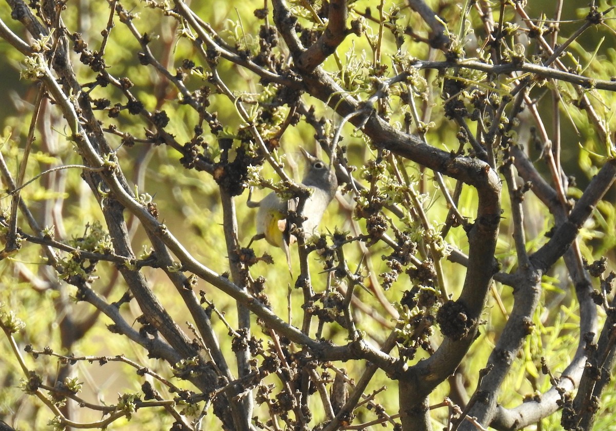 Virginia's Warbler - ML154319441