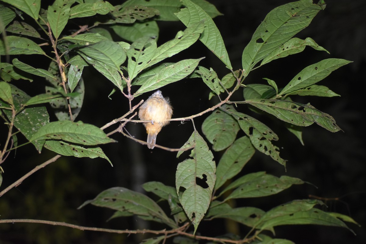 Saturnine Antshrike - Daniel Hoops