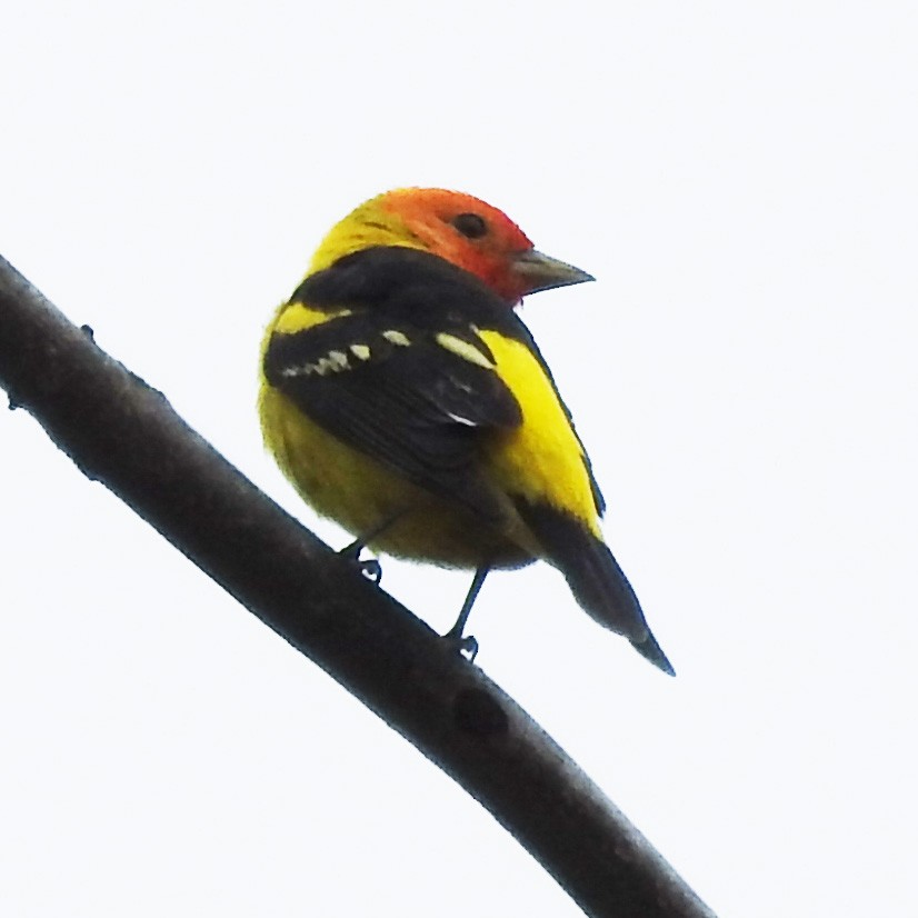 Western Tanager - ML154320791