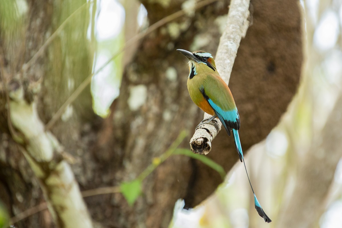 Turquoise-browed Motmot - ML154321181