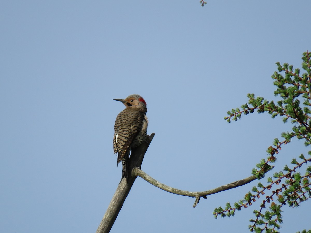 Northern Flicker (Yellow-shafted) - ML154321981