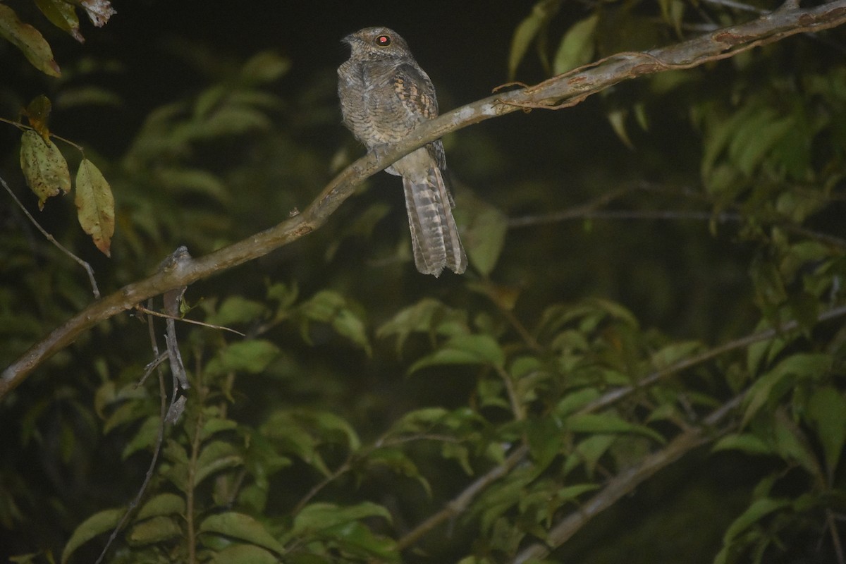 Ladder-tailed Nightjar - Daniel Hoops