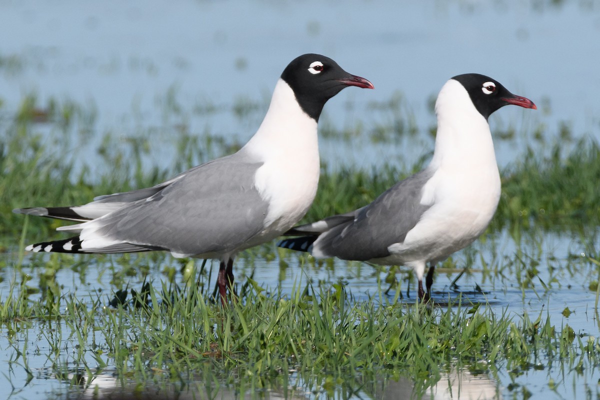 Franklin's Gull - Darren Clark