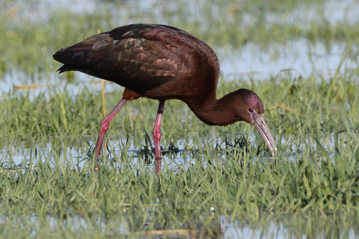 ibis hnědý x americký (hybrid) - ML154329411