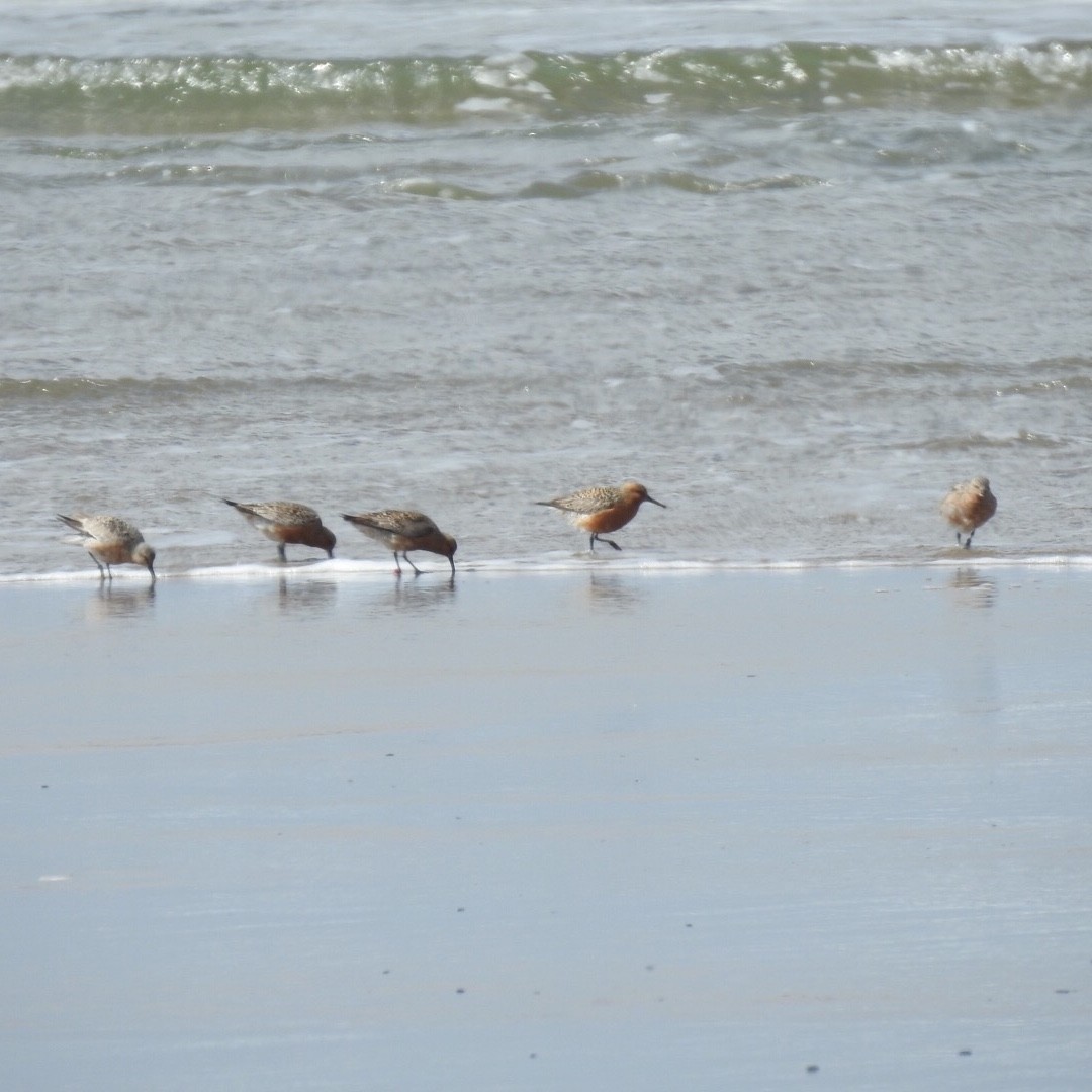 Red Knot - Susan Kirkbride