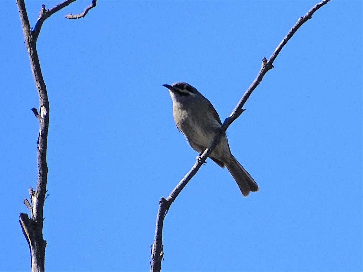 Yellow-faced Honeyeater - ML154331021