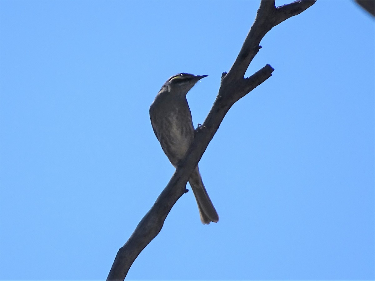 Yellow-faced Honeyeater - ML154331031