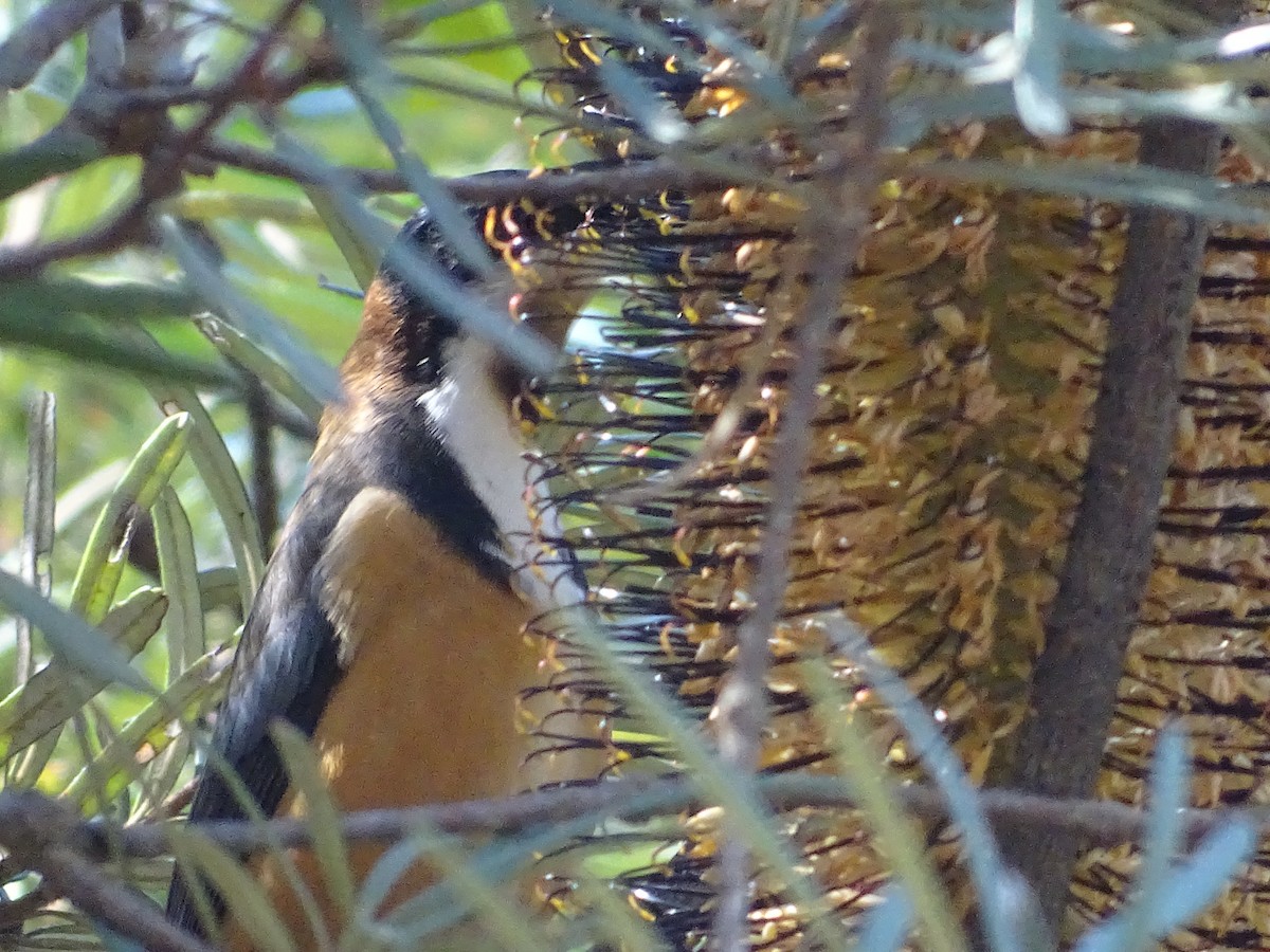 Eastern Spinebill - ML154331041