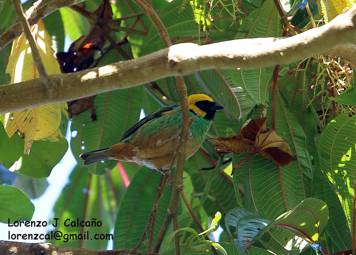 Saffron-crowned Tanager - Lorenzo Calcaño