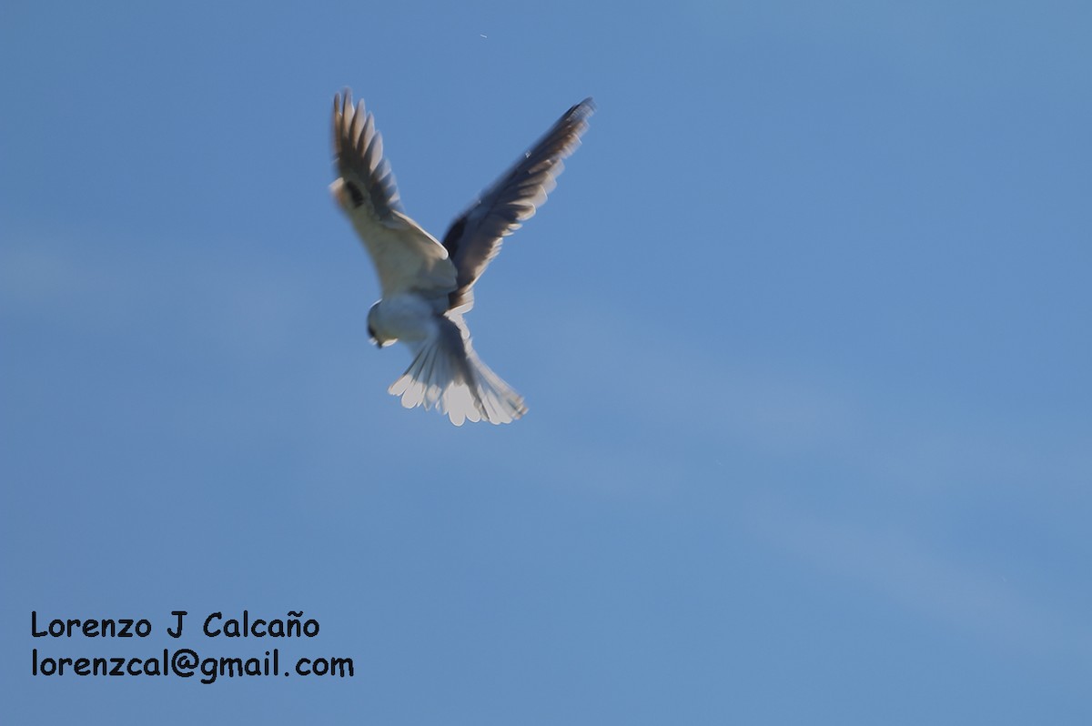 White-tailed Kite - ML154332291
