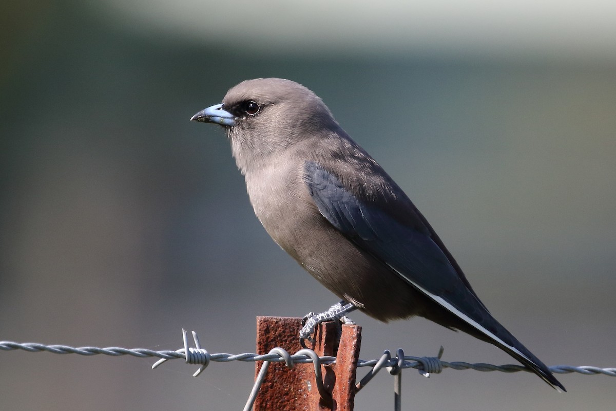 Dusky Woodswallow - ML154333761