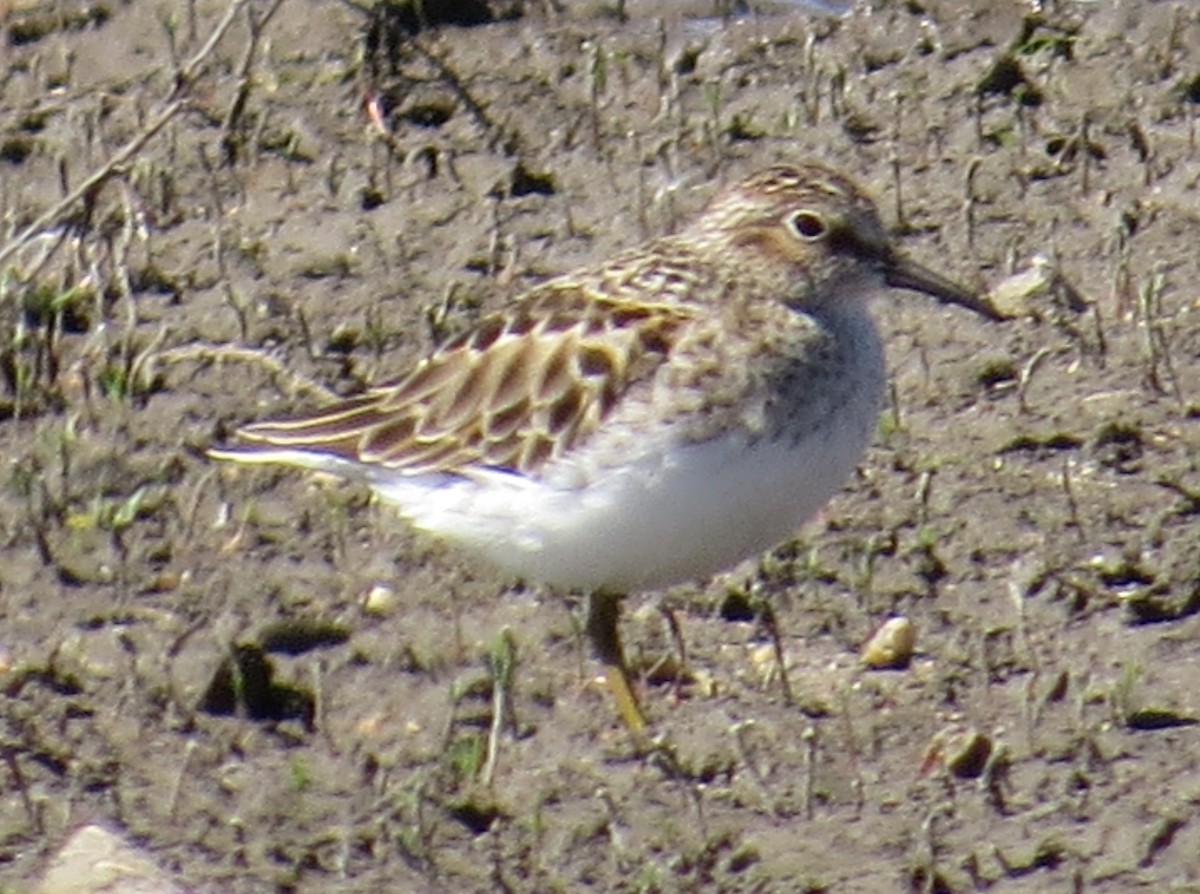 Least Sandpiper - ML154334081