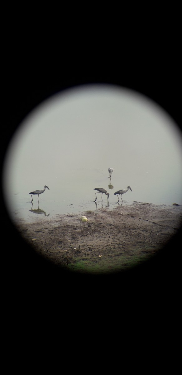 Asian Openbill - ML154334121