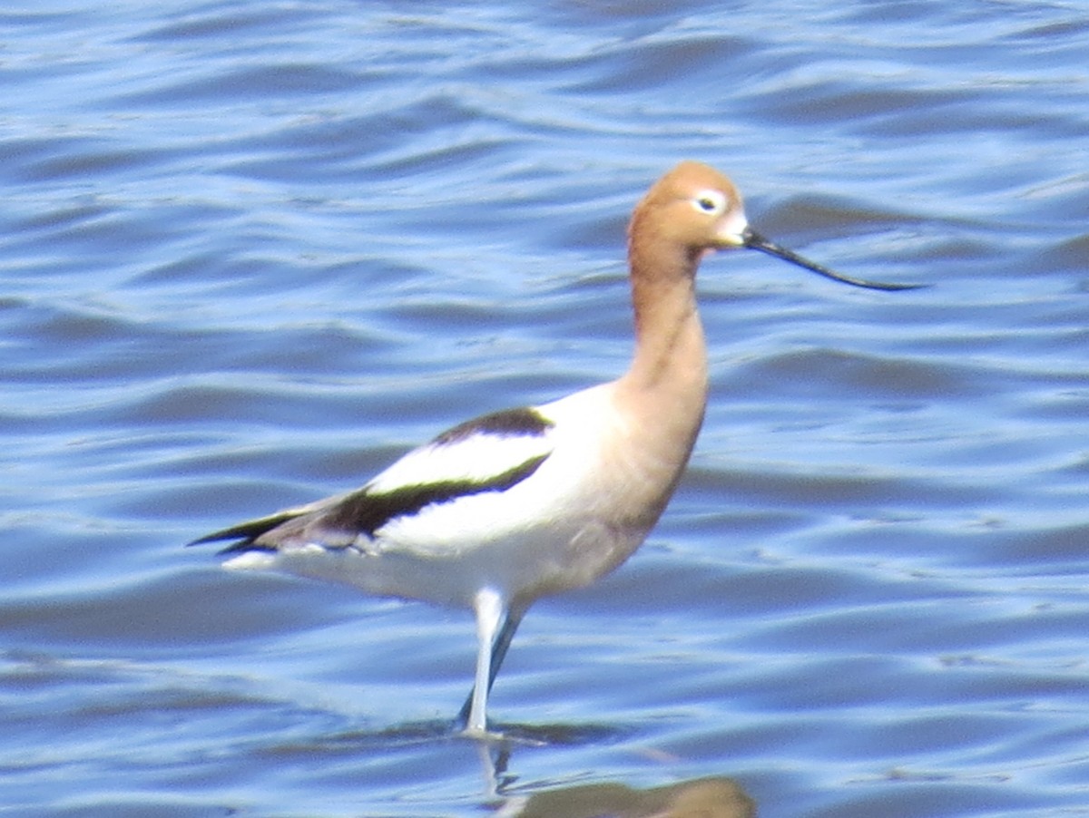 American Avocet - ML154334911