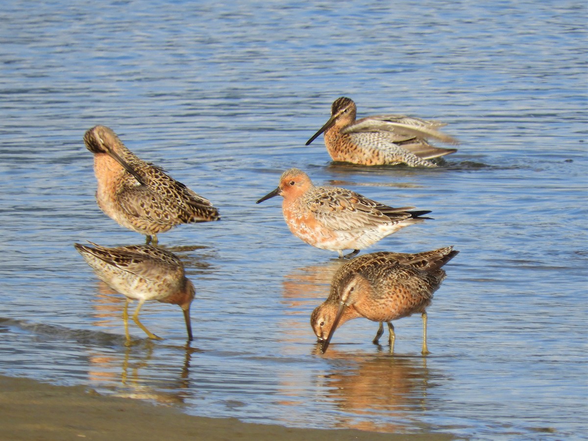 Red Knot - Cliff Cordy