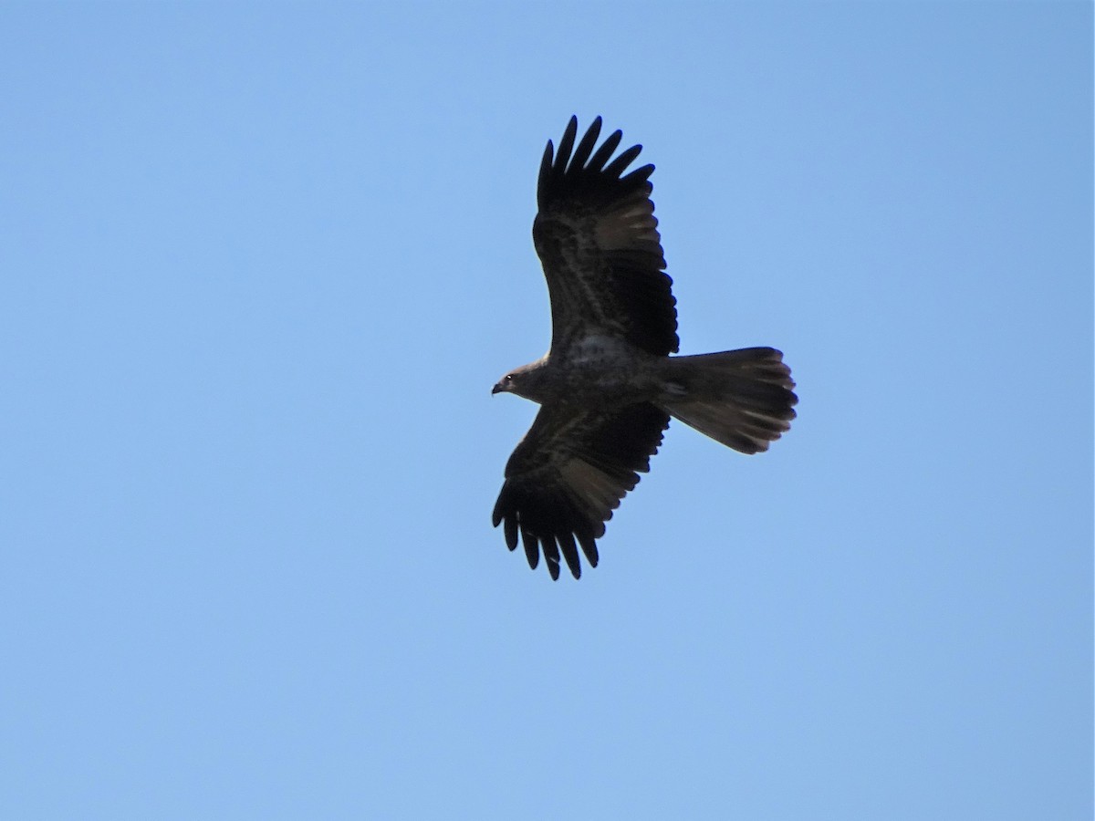 Whistling Kite - Richard Murray