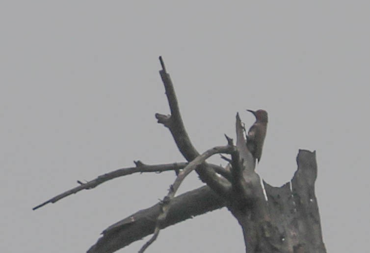 Northern Flicker - ML154338251