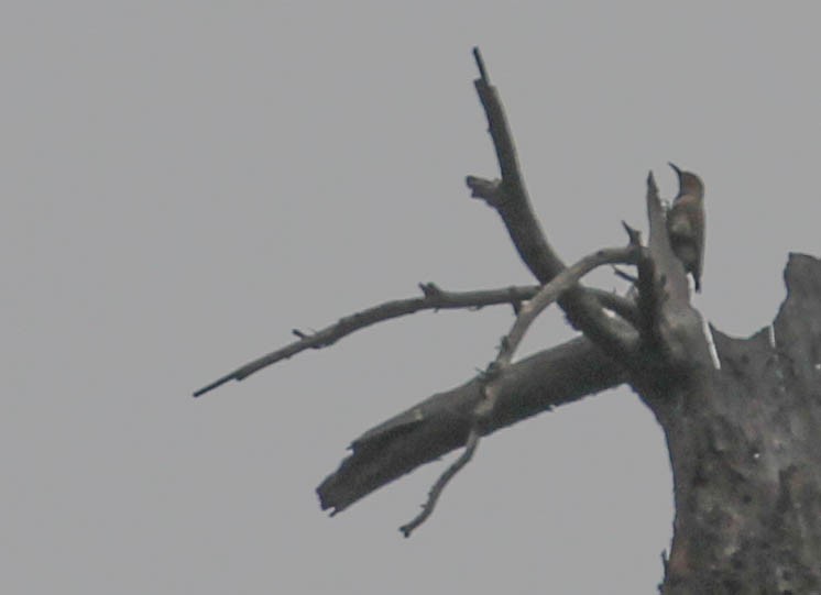 Northern Flicker - ML154338281