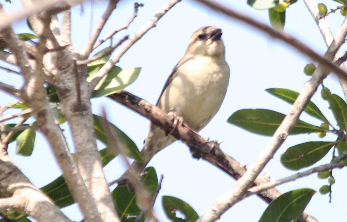 Yellow-throated Sparrow - Ramesh Narula