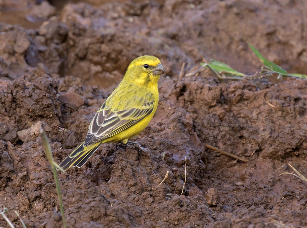 Serin de Sainte-Hélène - ML154338941