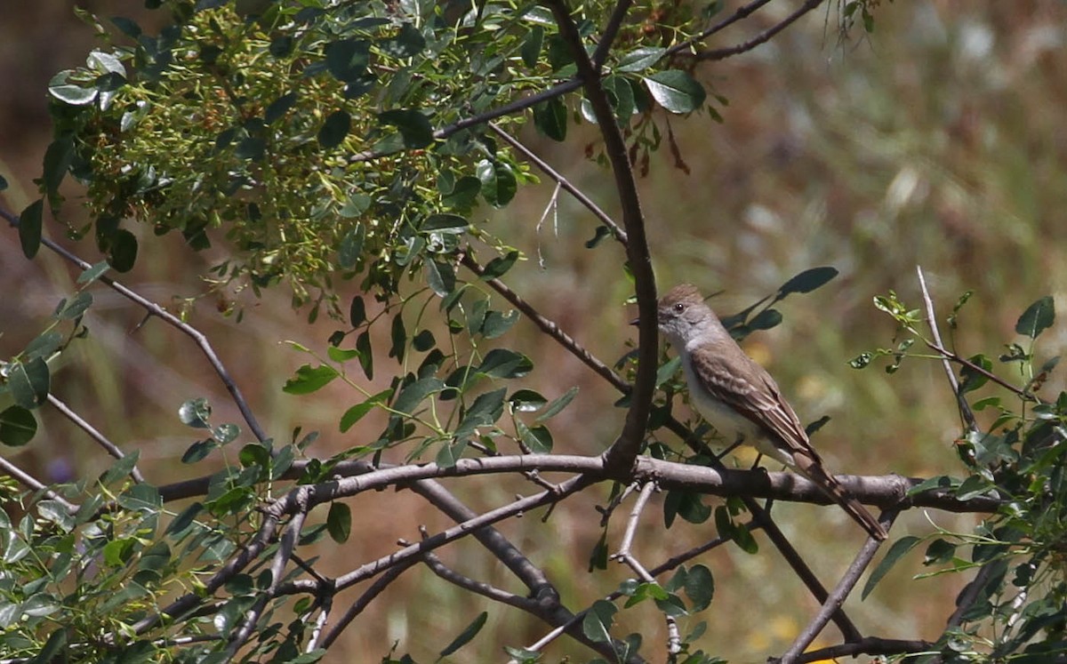 Ash-throated Flycatcher - ML154339621