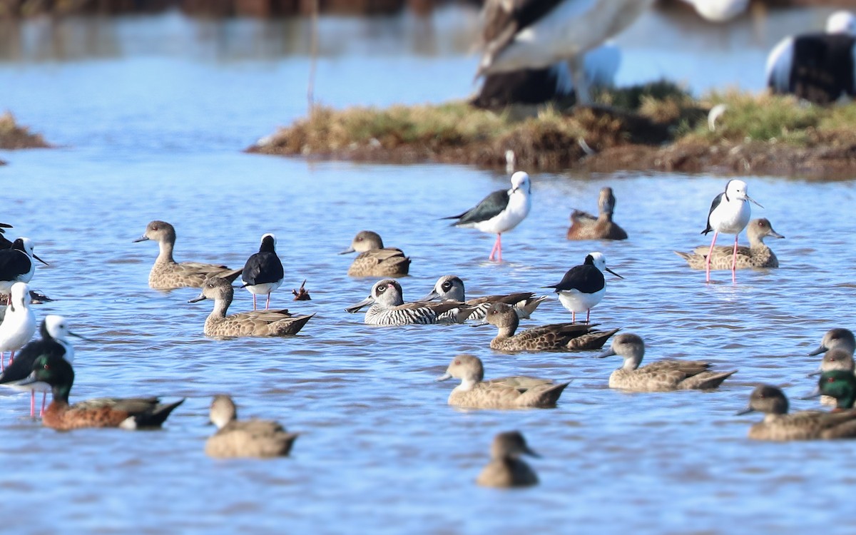 Pink-eared Duck - ML154339771