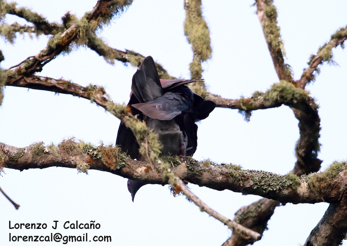 Pigeon rousset - ML154342551