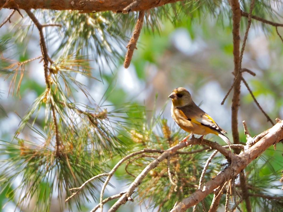 Oriental Greenfinch (Oriental) - ML154343531