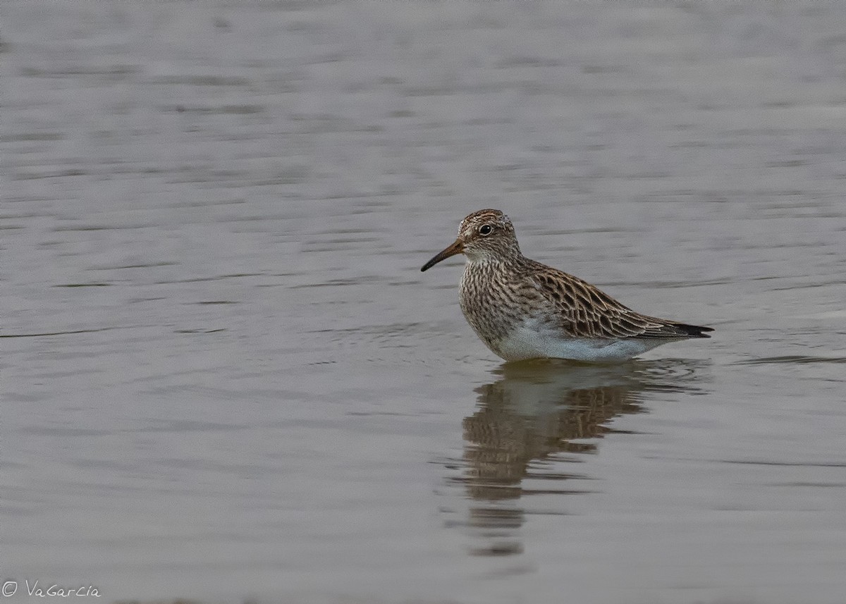 Pectoral Sandpiper - VERONICA ARAYA GARCIA