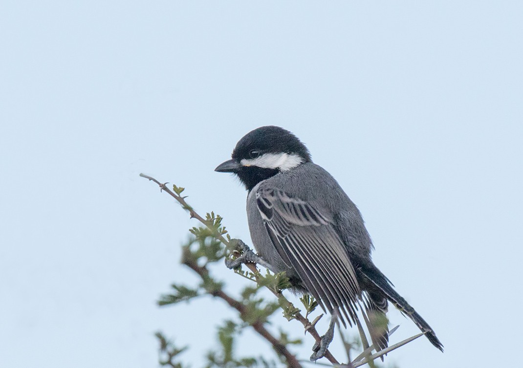 Ashy Tit - Bruce Ward-Smith