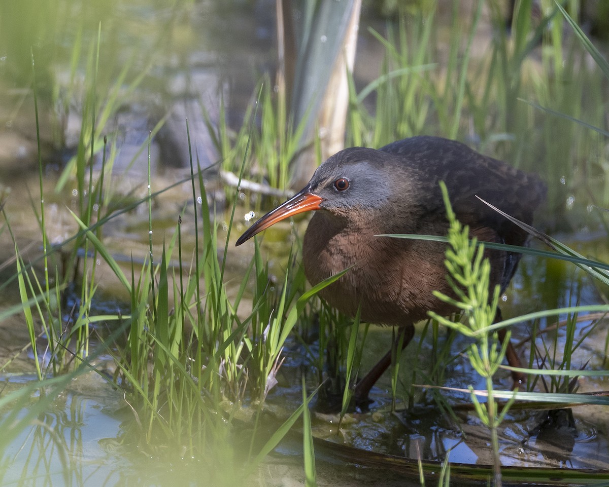 Virginia Rail - ML154350601