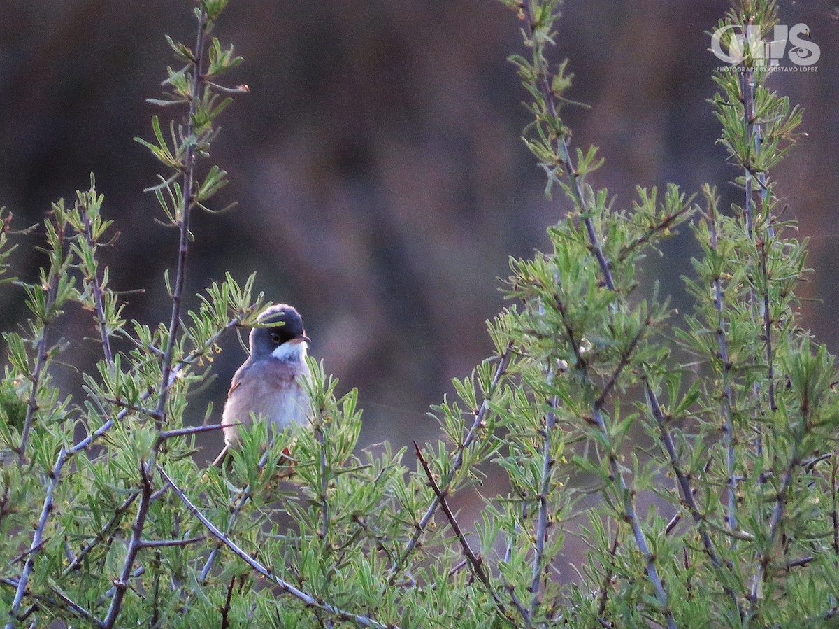 Spectacled Warbler - ML154352411