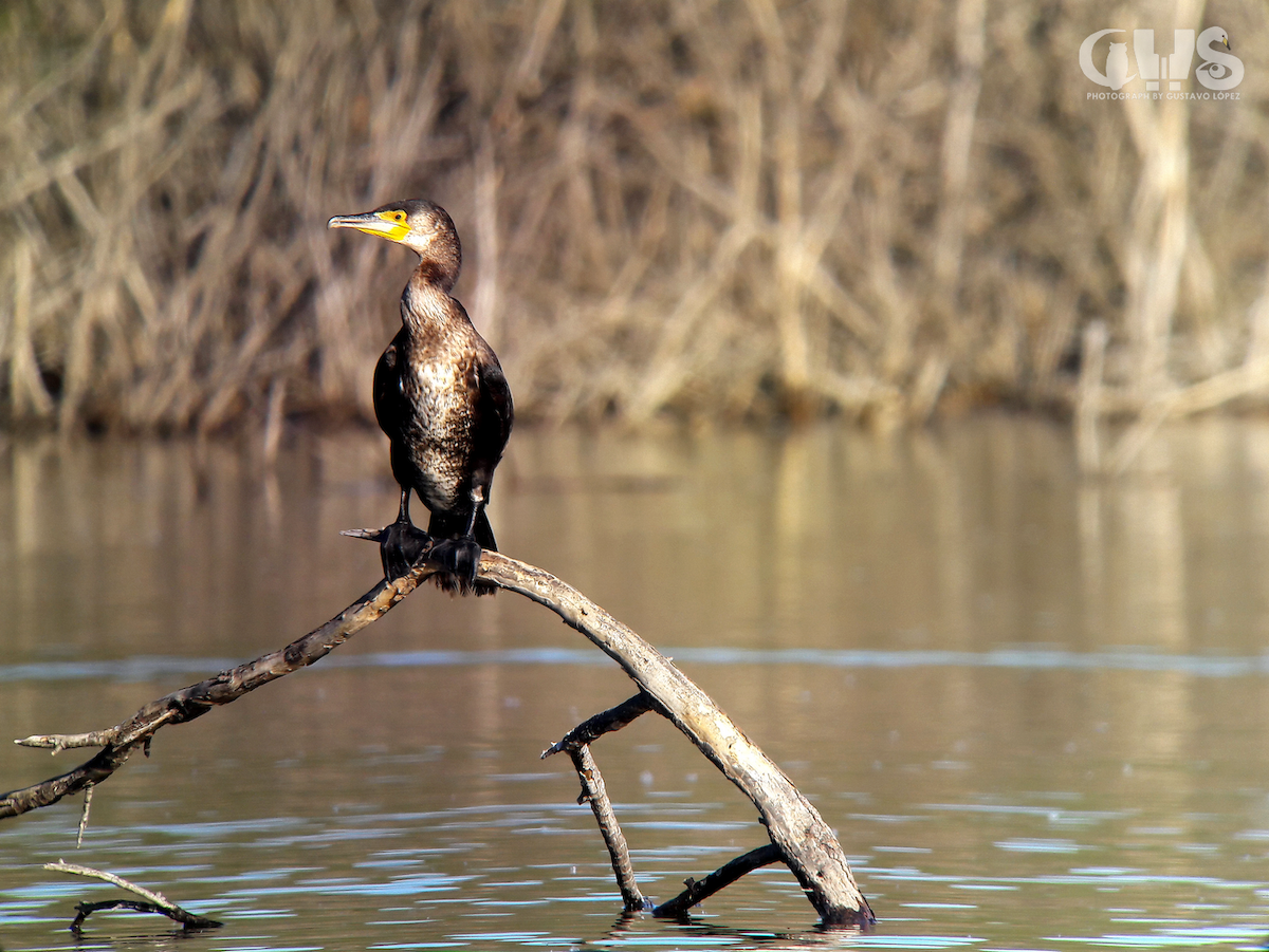 Great Cormorant (Eurasian) - ML154352531