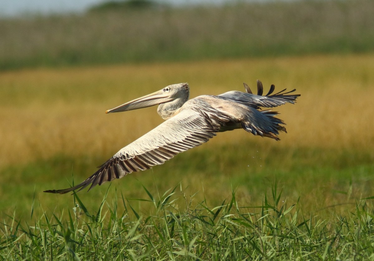 Pink-backed Pelican - Sue Oertli