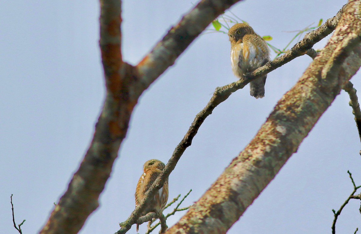 Asian Barred Owlet - Sudhir Herle