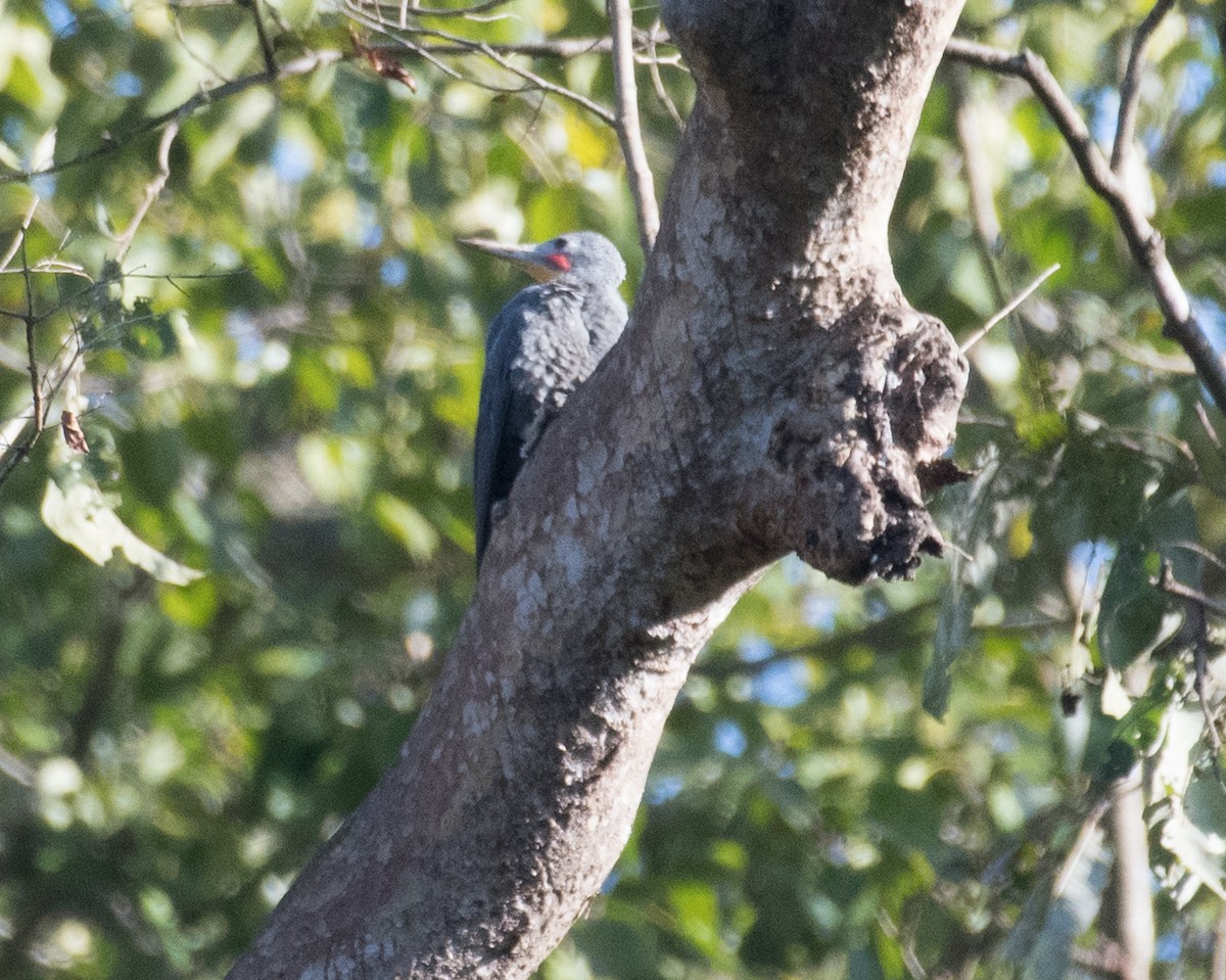 Great Slaty Woodpecker - ML154359031