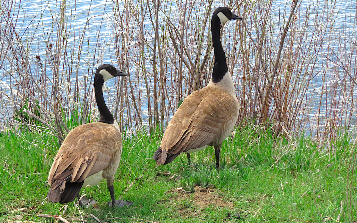 Barnacla Canadiense Grande (moffitti/maxima) - ML154360321