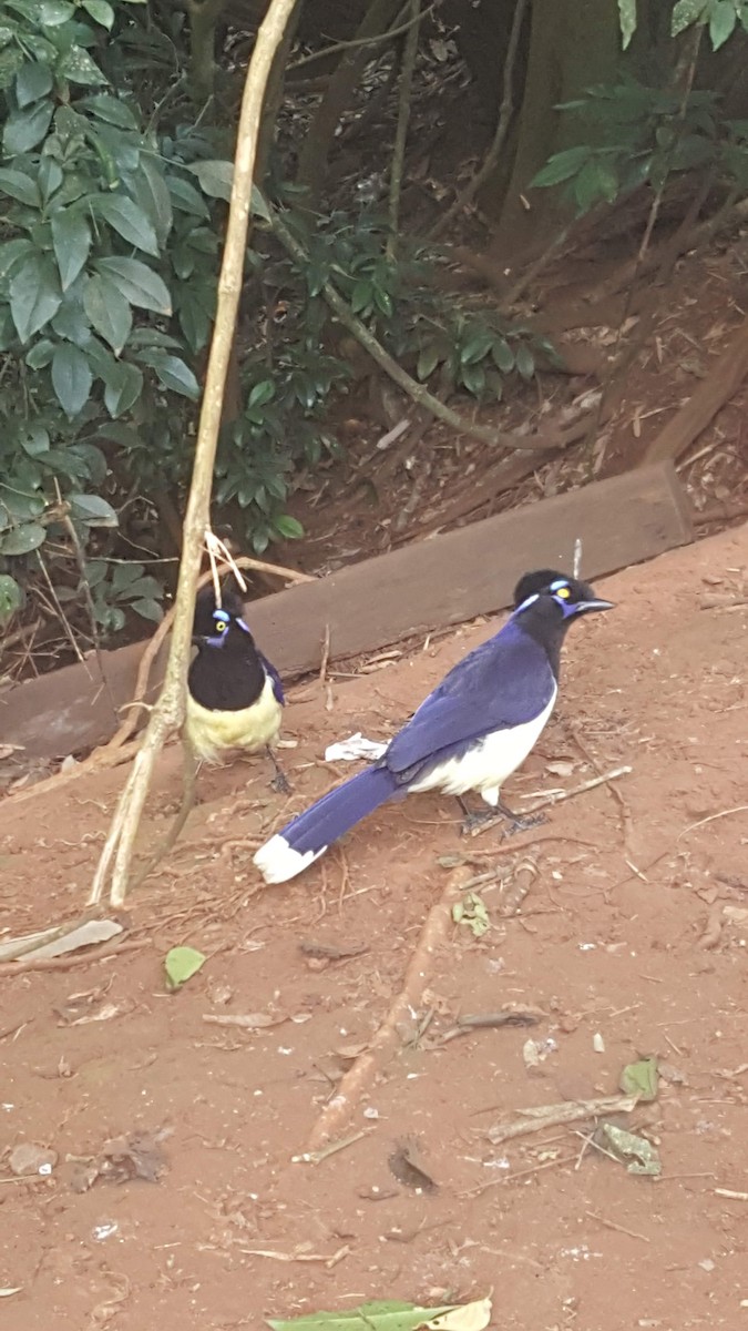 Plush-crested Jay - ML154361011