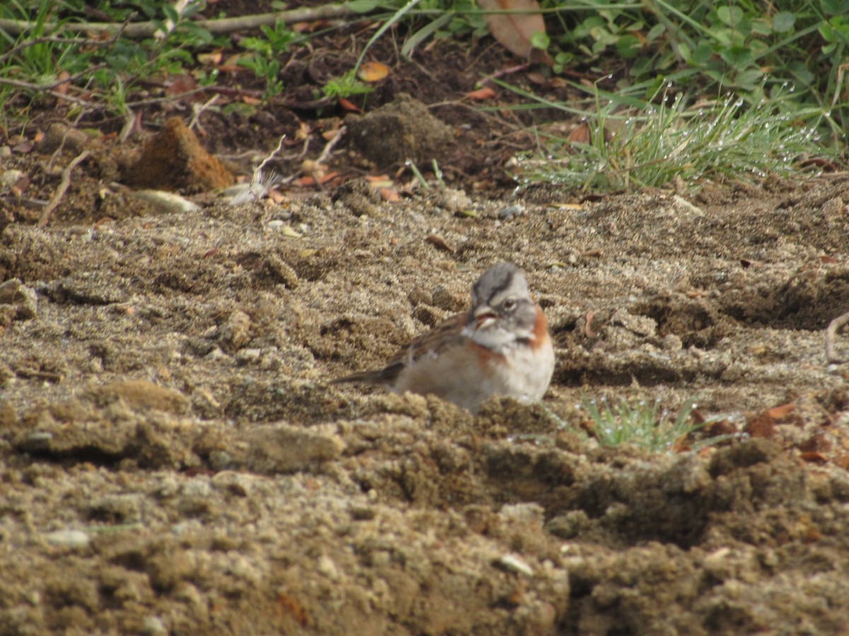 Rufous-collared Sparrow - ML154361141