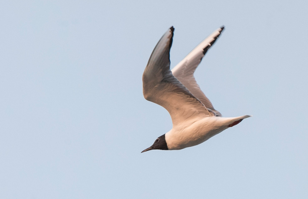 Bonaparte's Gull - Brandon Holden