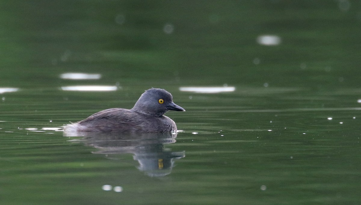 Least Grebe - ML154363171