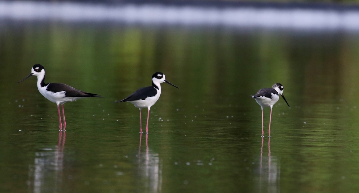 Black-necked Stilt (Black-necked) - ML154363331