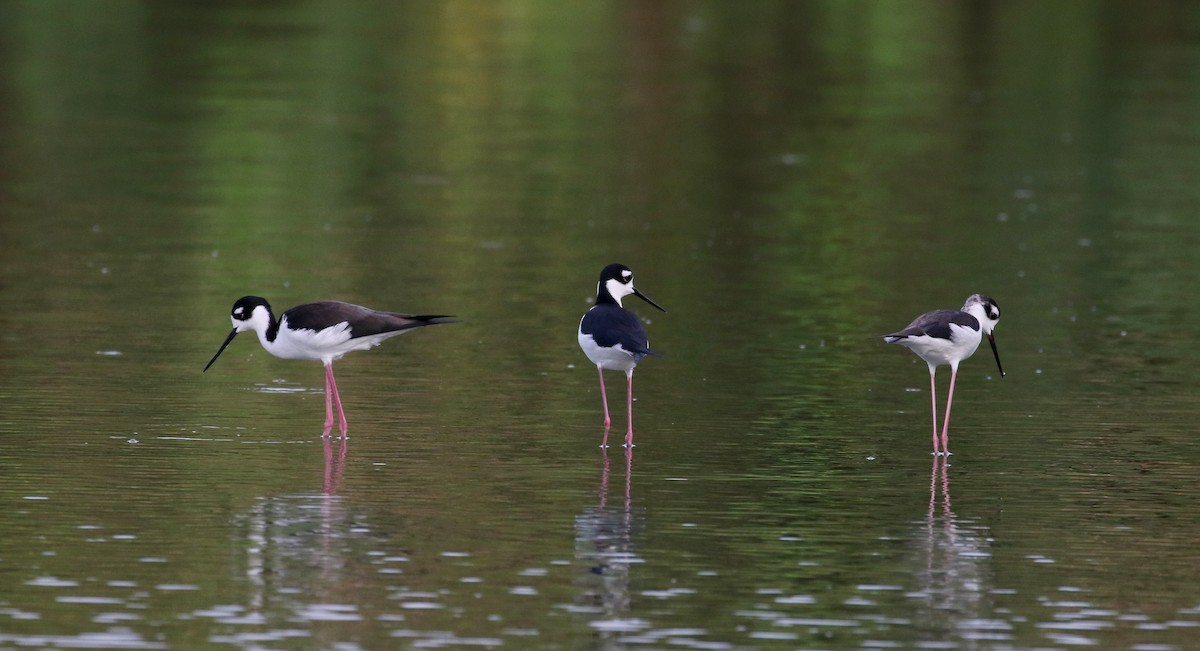 Black-necked Stilt (Black-necked) - ML154363351