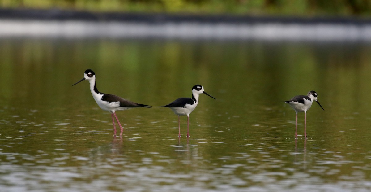 Black-necked Stilt (Black-necked) - ML154363381