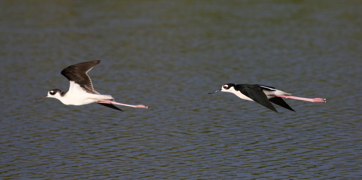 Black-necked Stilt (Black-necked) - Jay McGowan