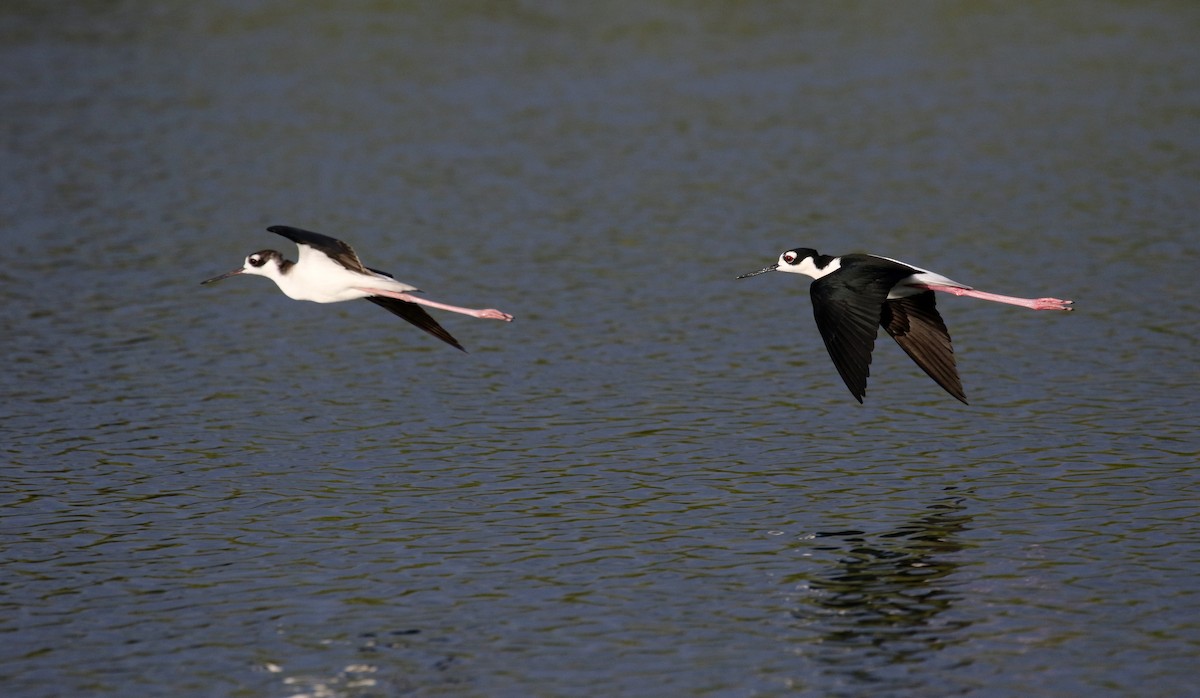 Black-necked Stilt (Black-necked) - ML154363431