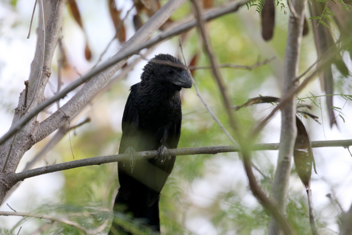 Smooth-billed Ani - Jay McGowan