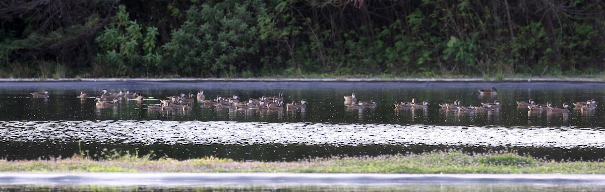 White-cheeked Pintail (White-cheeked) - ML154363461