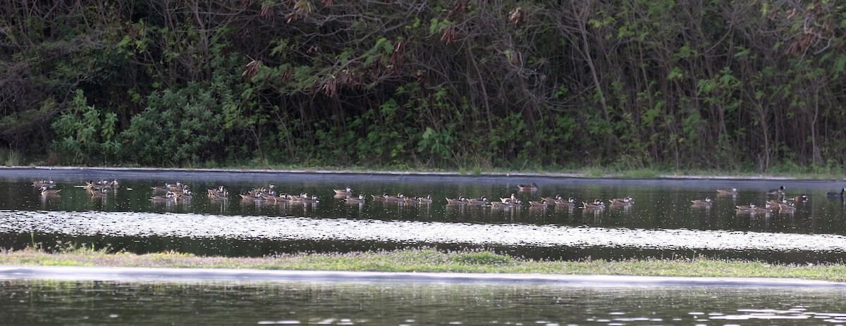 White-cheeked Pintail (White-cheeked) - ML154363491