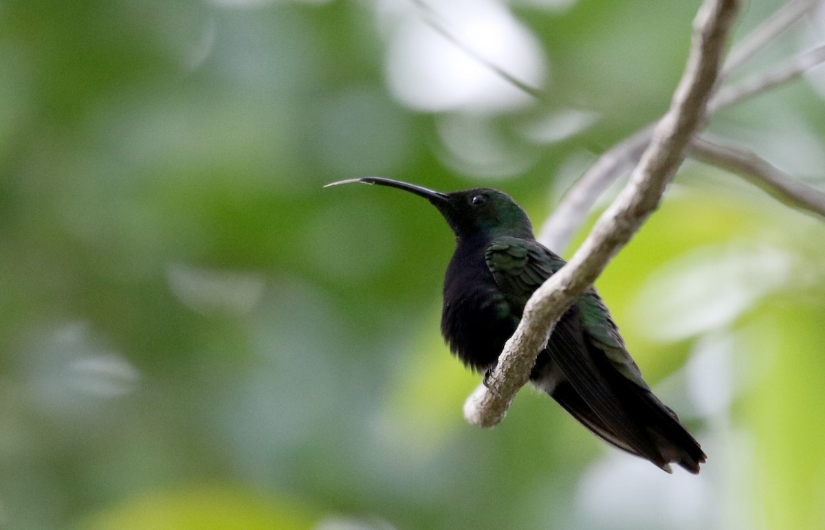 Dominikanermangokolibri - ML154363531